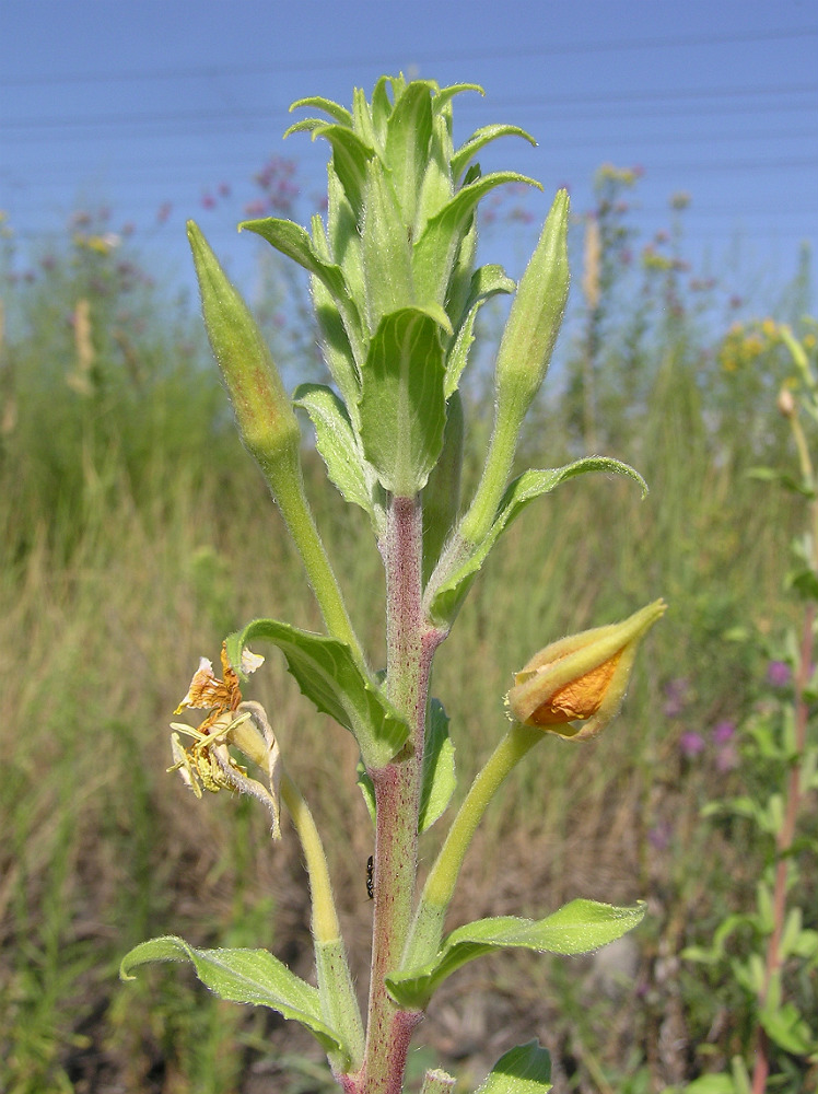 Изображение особи Oenothera depressa.