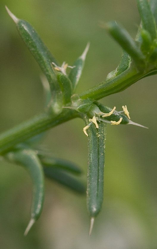 Image of Salsola pontica specimen.