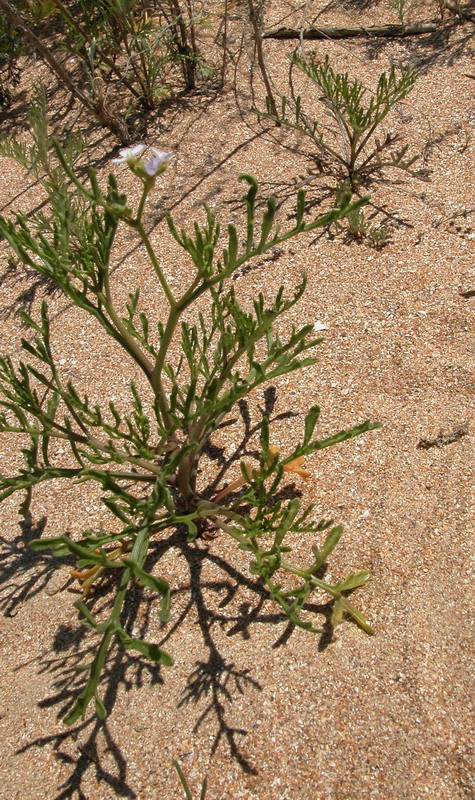 Image of Cakile euxina specimen.