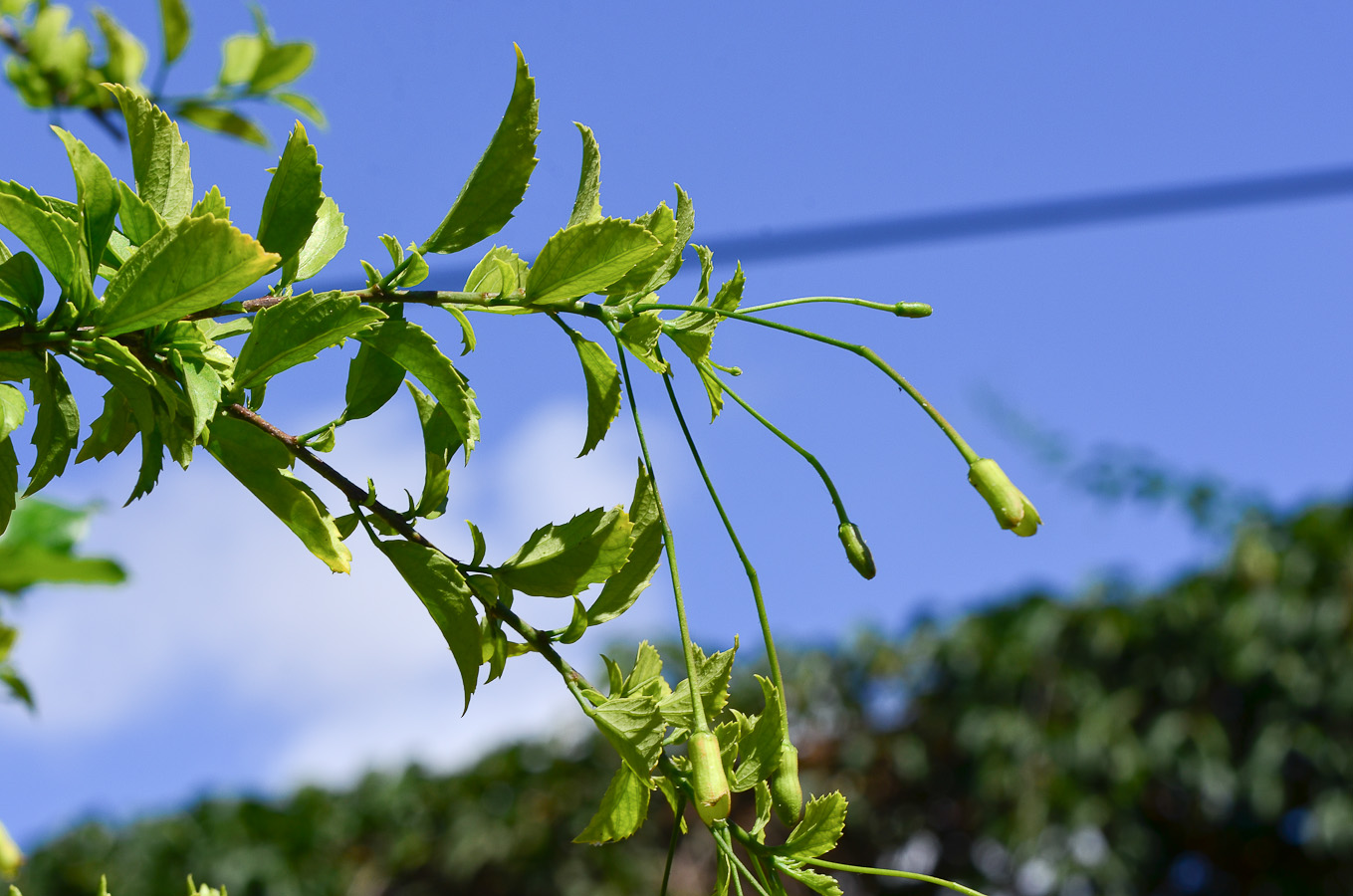 Image of Hibiscus schizopetalus specimen.