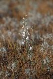 Delphinium camptocarpum