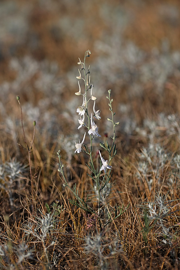 Изображение особи Delphinium camptocarpum.