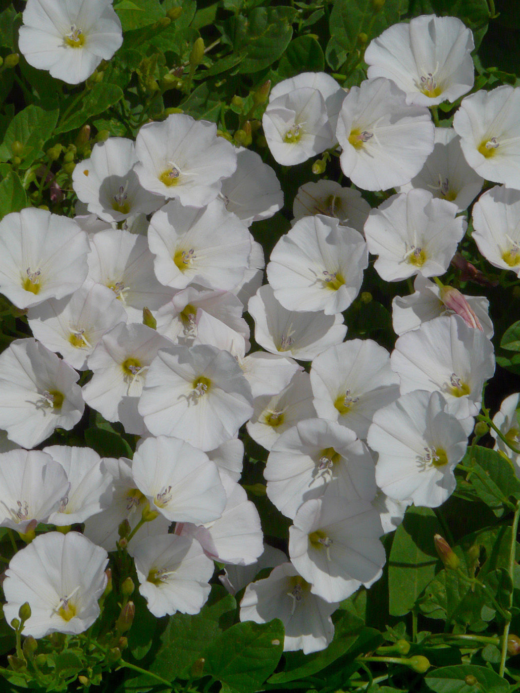 Изображение особи Convolvulus arvensis.