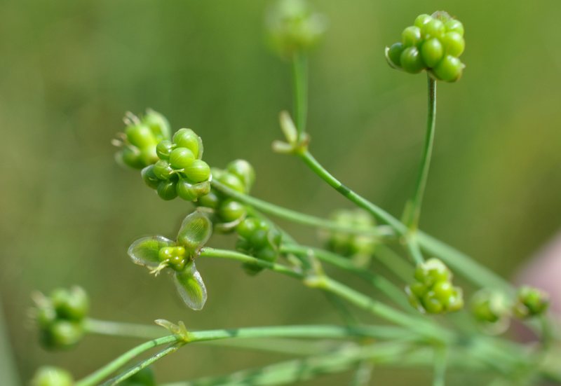 Изображение особи Caldesia reniformis.