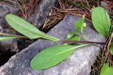 Tephroseris integrifolia. Часть побега. Свердловская обл., окр. г. Североуральск, район известнякового карьера, подножие скалы, берег канала Дублёр. 17.06.2013.