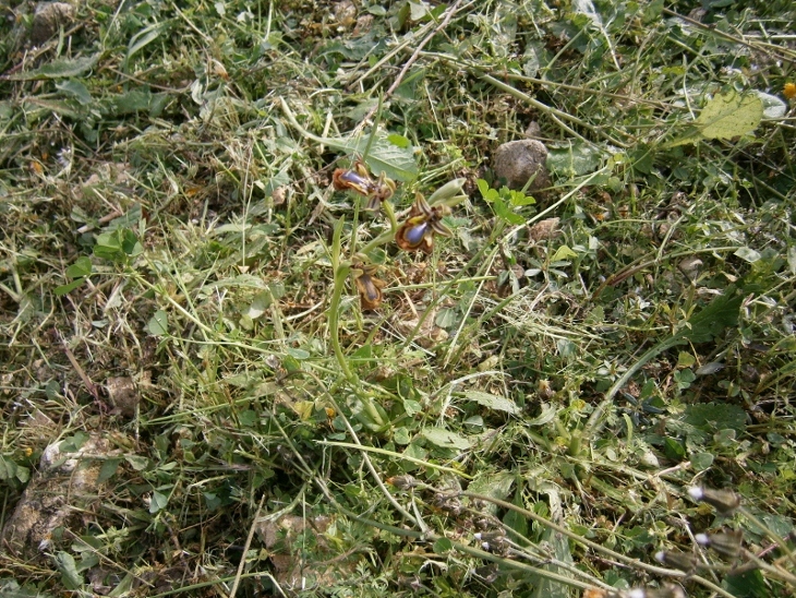 Image of Ophrys speculum specimen.