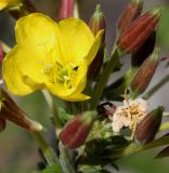 Oenothera fallax. Соцветие с цветком и бутонами. Германия, г. Essen, Grugapark. 29.09.2013.