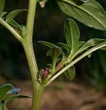 Amaranthus blitoides