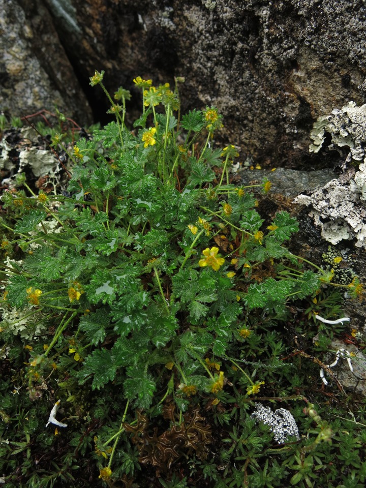 Изображение особи Potentilla elegans.