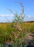 Tamarix ramosissima. Верхушка ветви с соцветиями. Ростовская обл., дельта Дона, Азовский р-н, окр. хутора Курган, песчаный луг. 19.08.2013.