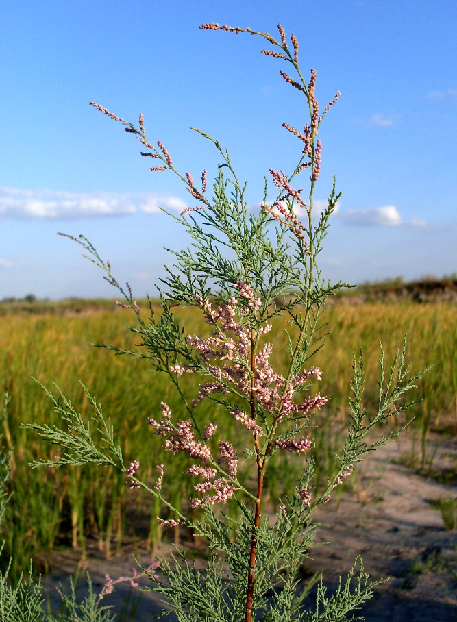 Image of Tamarix ramosissima specimen.