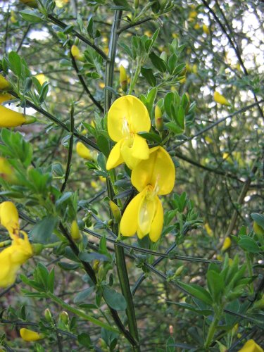 Изображение особи Sarothamnus scoparius.