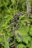 Aconitum septentrionale