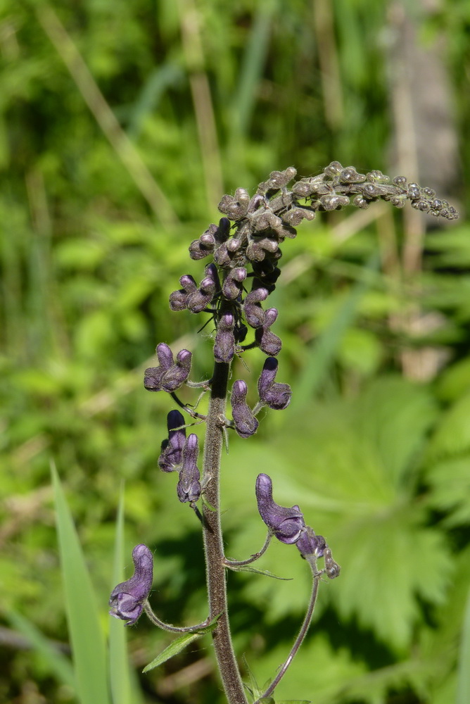 Изображение особи Aconitum septentrionale.