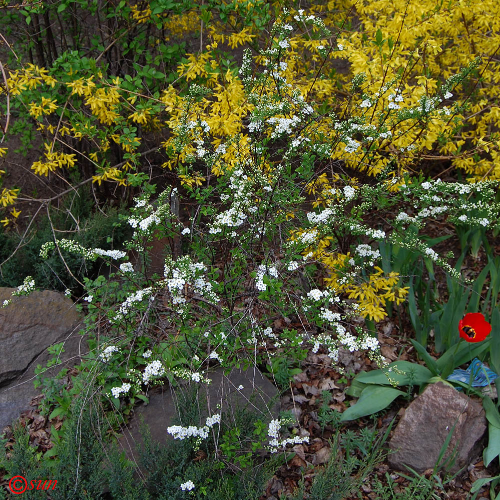 Image of Spiraea lanceolata specimen.