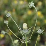 Tolpis umbellata