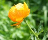 Trollius altaicus