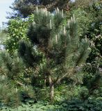 род Pinus