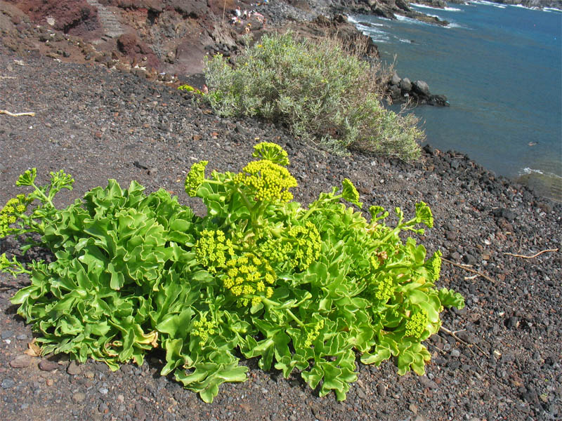 Image of Astydamia latifolia specimen.