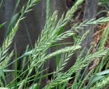 Elytrigia repens