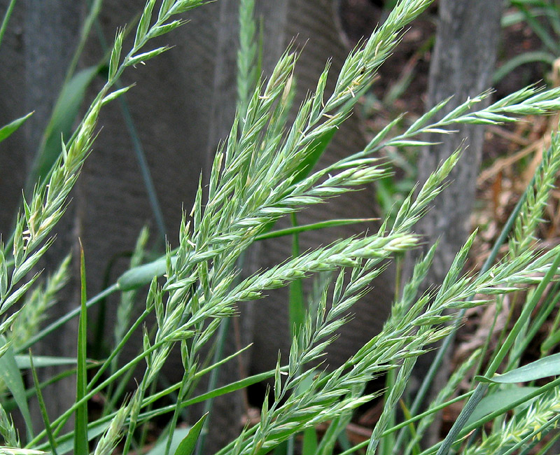 Image of Elytrigia repens specimen.