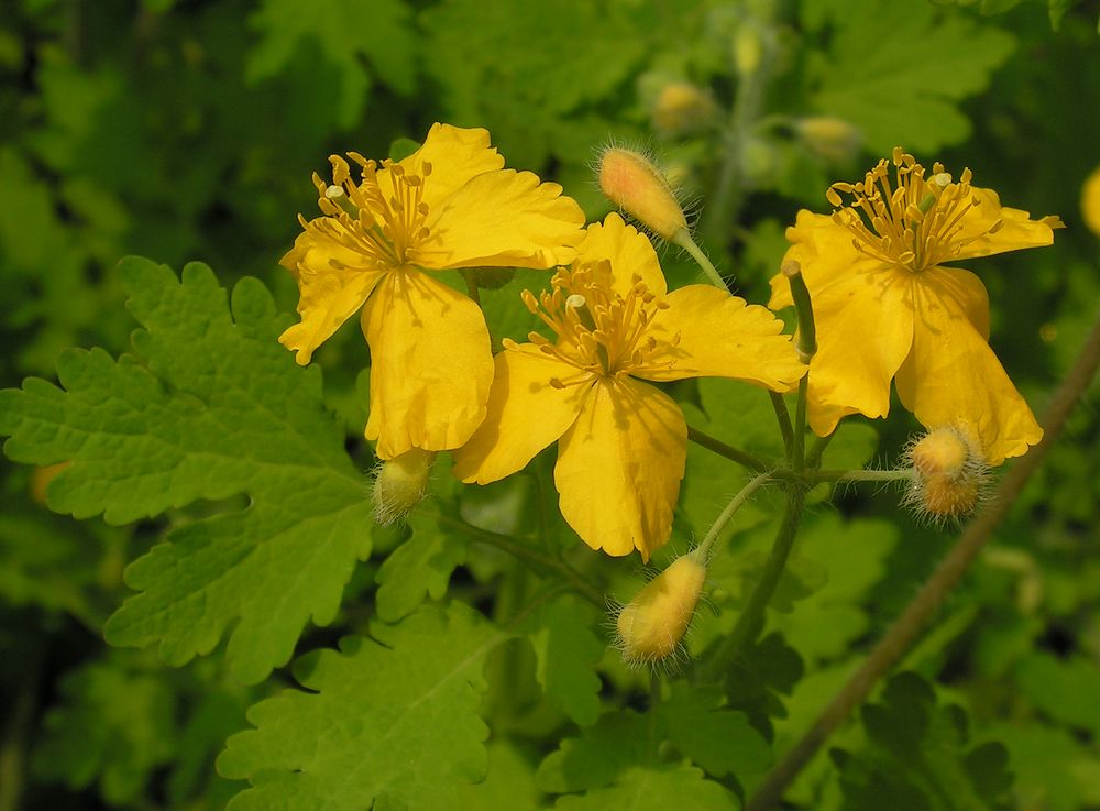 Изображение особи Chelidonium asiaticum.