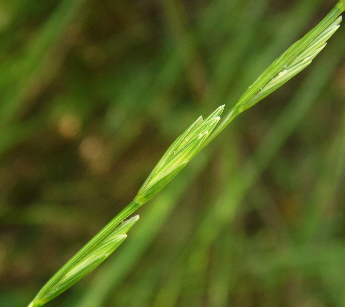 Изображение особи Elytrigia stipifolia.