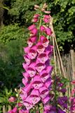 Digitalis purpurea. Соцветие. Германия, г. Дюссельдорф, Ботанический сад университета. 02.06.2014.