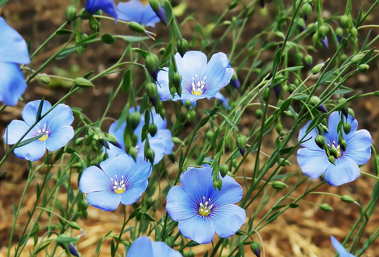 Изображение особи Linum austriacum.