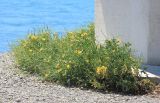 Glaucium flavum. Вегетирующее растение с цветками и созревающими плодами. Черноморское побережье Кавказа, Анапский р-н, с. Большой Утриш. 24 июня 2014 г.