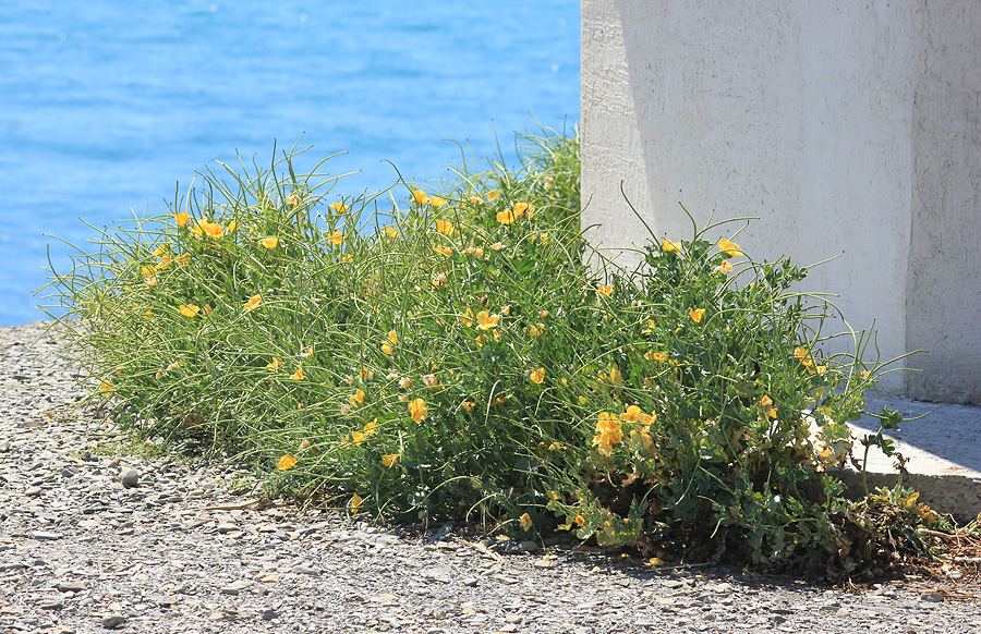 Image of Glaucium flavum specimen.