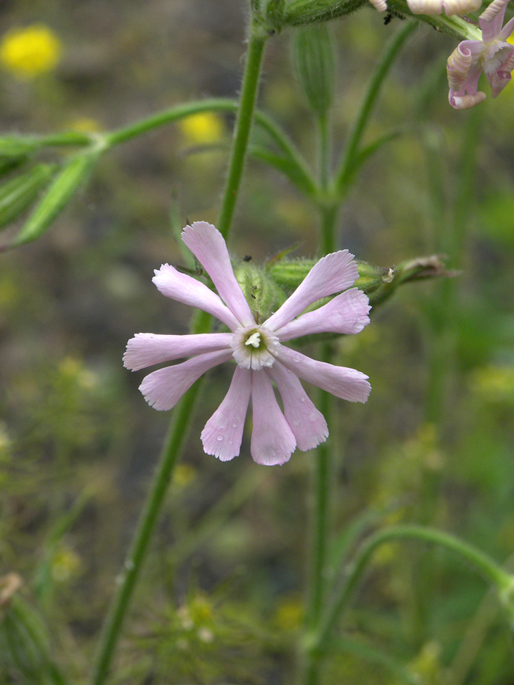 Изображение особи Silene noctiflora.