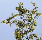 Carpinus turczaninowii. Ветвь с повреждёными листьями. Германия, г. Дюссельдорф, Ботанический сад университета. 03.06.2014.