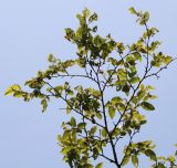 Carpinus turczaninowii