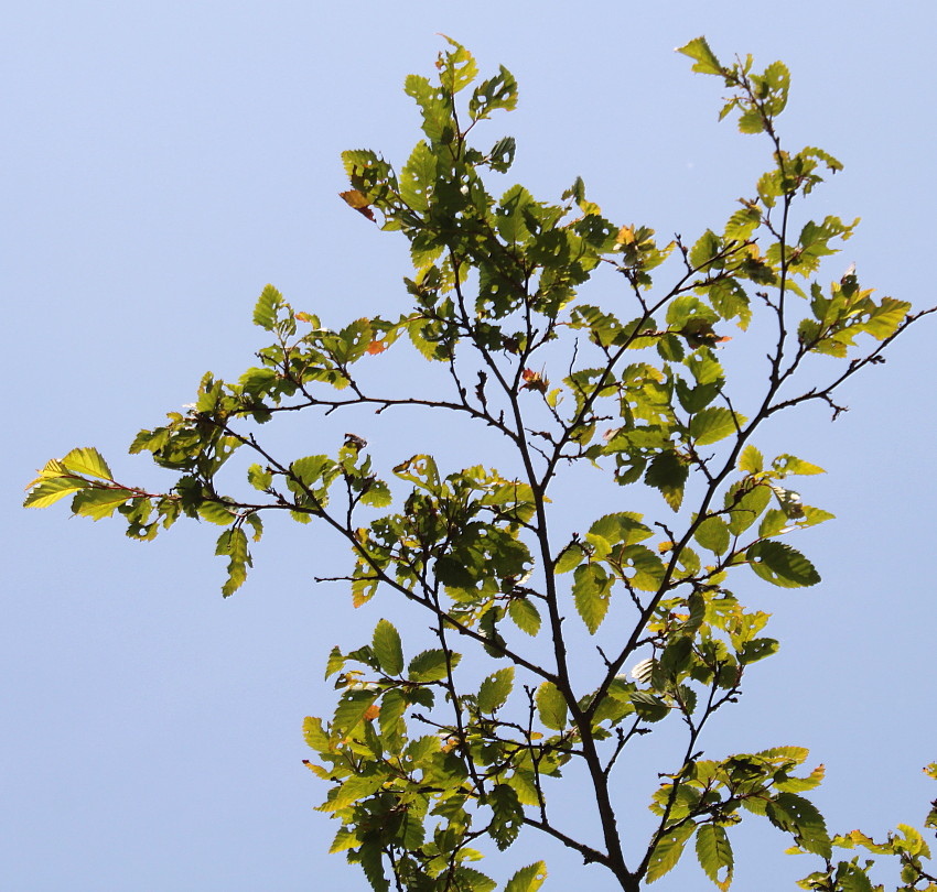 Изображение особи Carpinus turczaninowii.