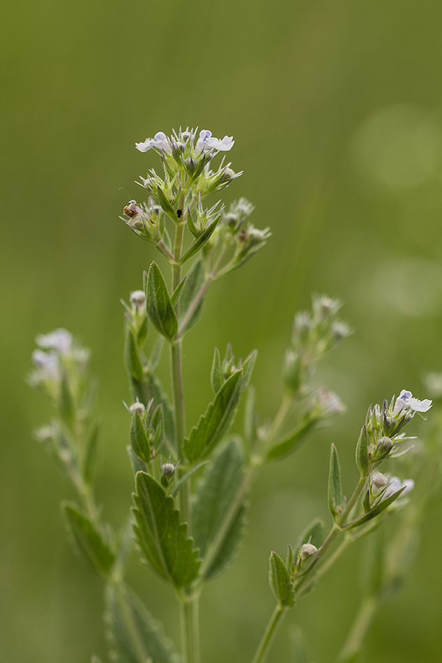 Image of Nepeta parviflora specimen.