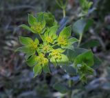 Bupleurum rotundifolium. Соцветие. Ростовская обл., Азовский р-н, окр. пос. Солнечный, склон балки, под молодыми деревьями. 01.07.2014.