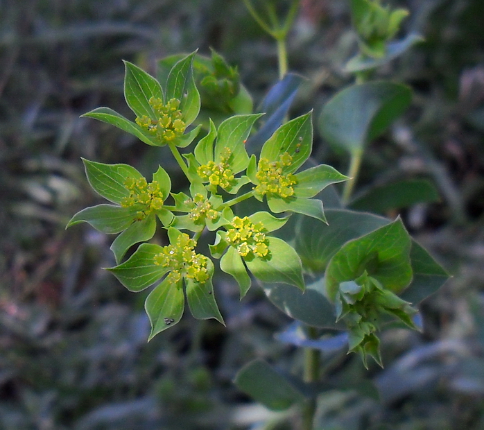 Image of Bupleurum rotundifolium specimen.