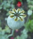 Papaver somniferum