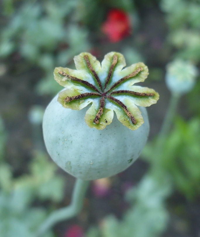 Image of Papaver somniferum specimen.