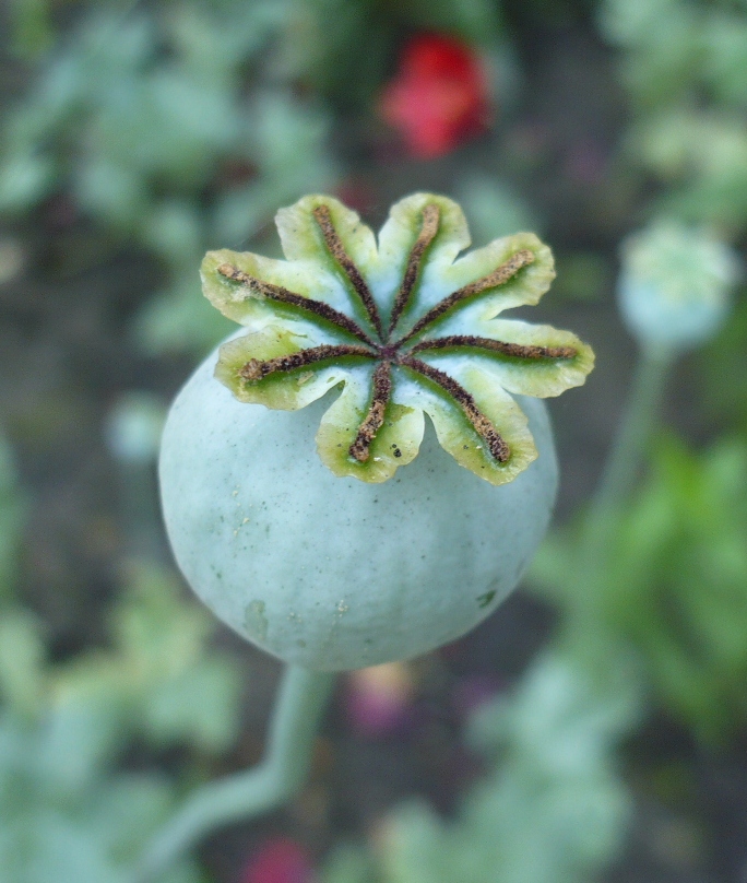 Изображение особи Papaver somniferum.