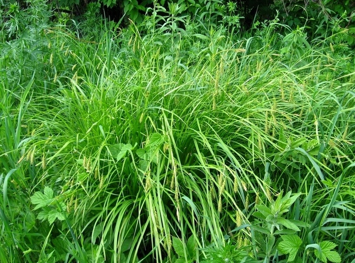 Image of Carex arnellii specimen.