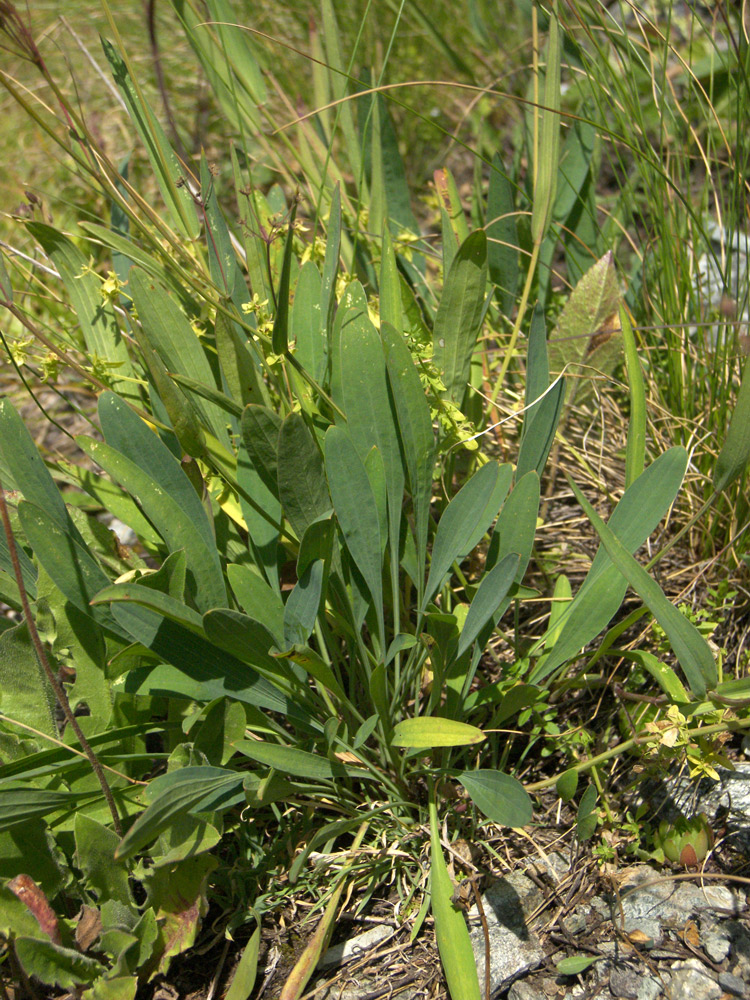 Image of Bupleurum nordmannianum specimen.