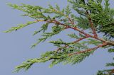 Cupressus &times; leylandii