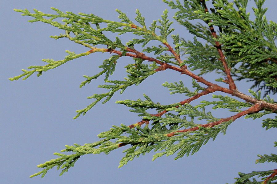 Изображение особи Cupressus &times; leylandii.