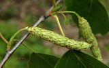 Image of taxon representative. Author is Алексей Титов