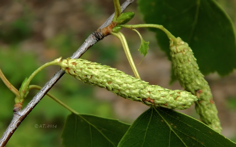 Изображение особи Betula pendula.