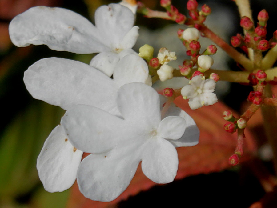 Изображение особи Viburnum plicatum.