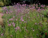 Verbena bonariensis