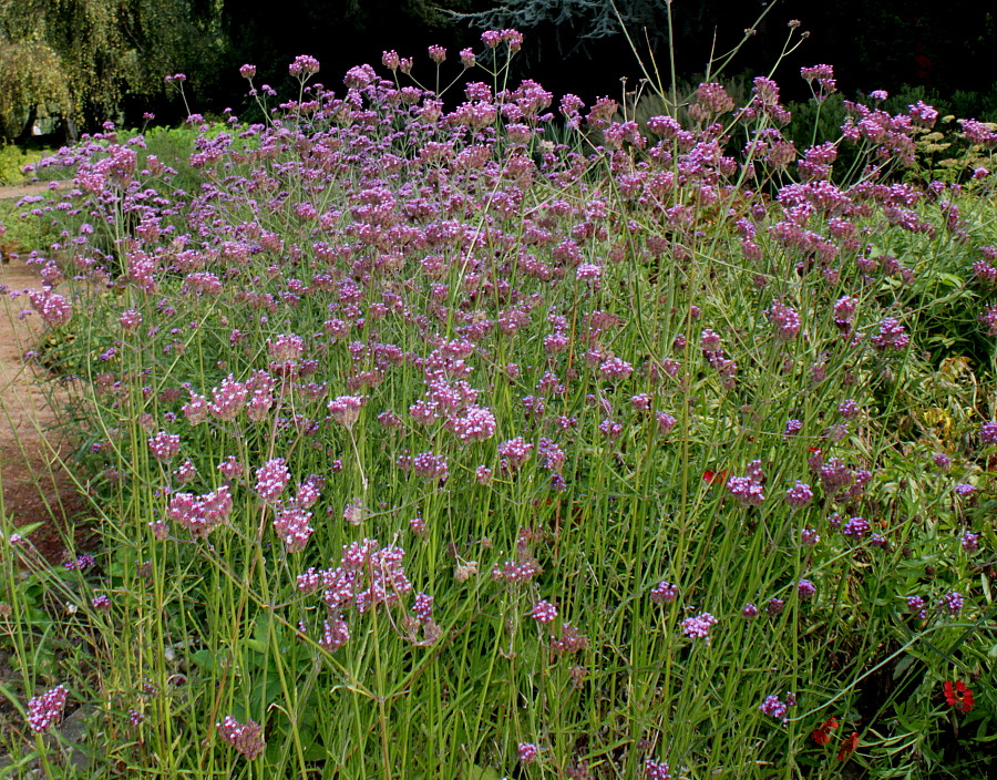 Image of Verbena bonariensis specimen.